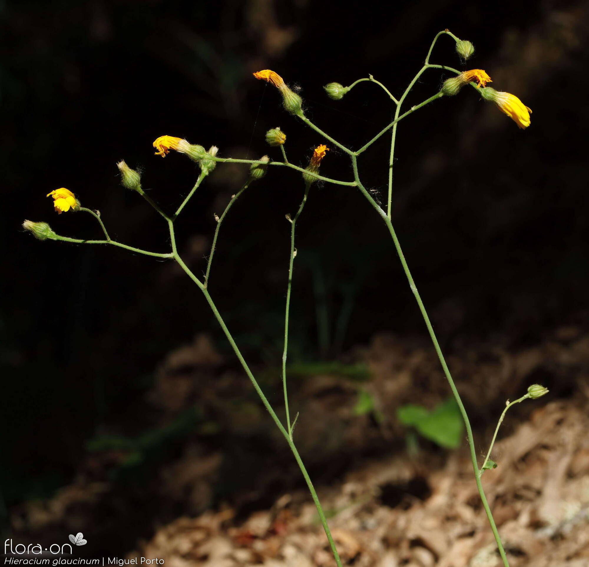 Hieracium glaucinum - Flor (geral) | Miguel Porto; CC BY-NC 4.0