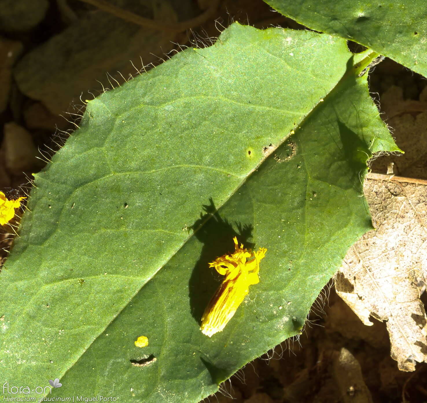 Hieracium glaucinum - Folha | Miguel Porto; CC BY-NC 4.0