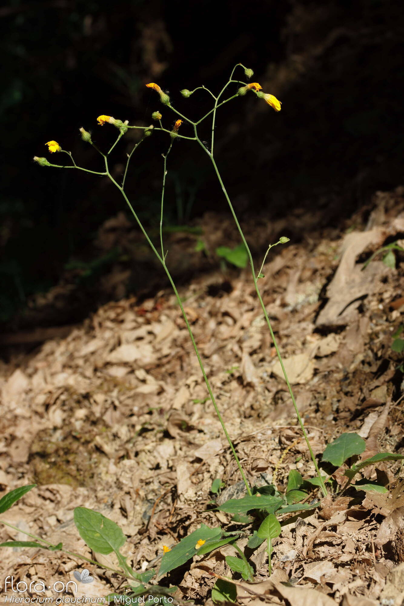 Hieracium glaucinum - Hábito | Miguel Porto; CC BY-NC 4.0