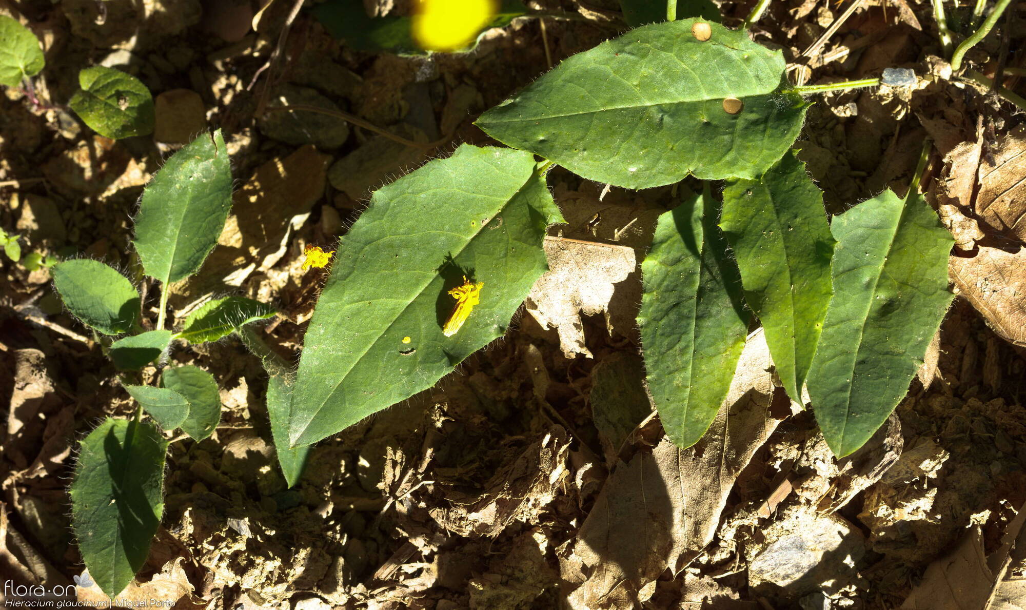 Hieracium glaucinum - Folha | Miguel Porto; CC BY-NC 4.0