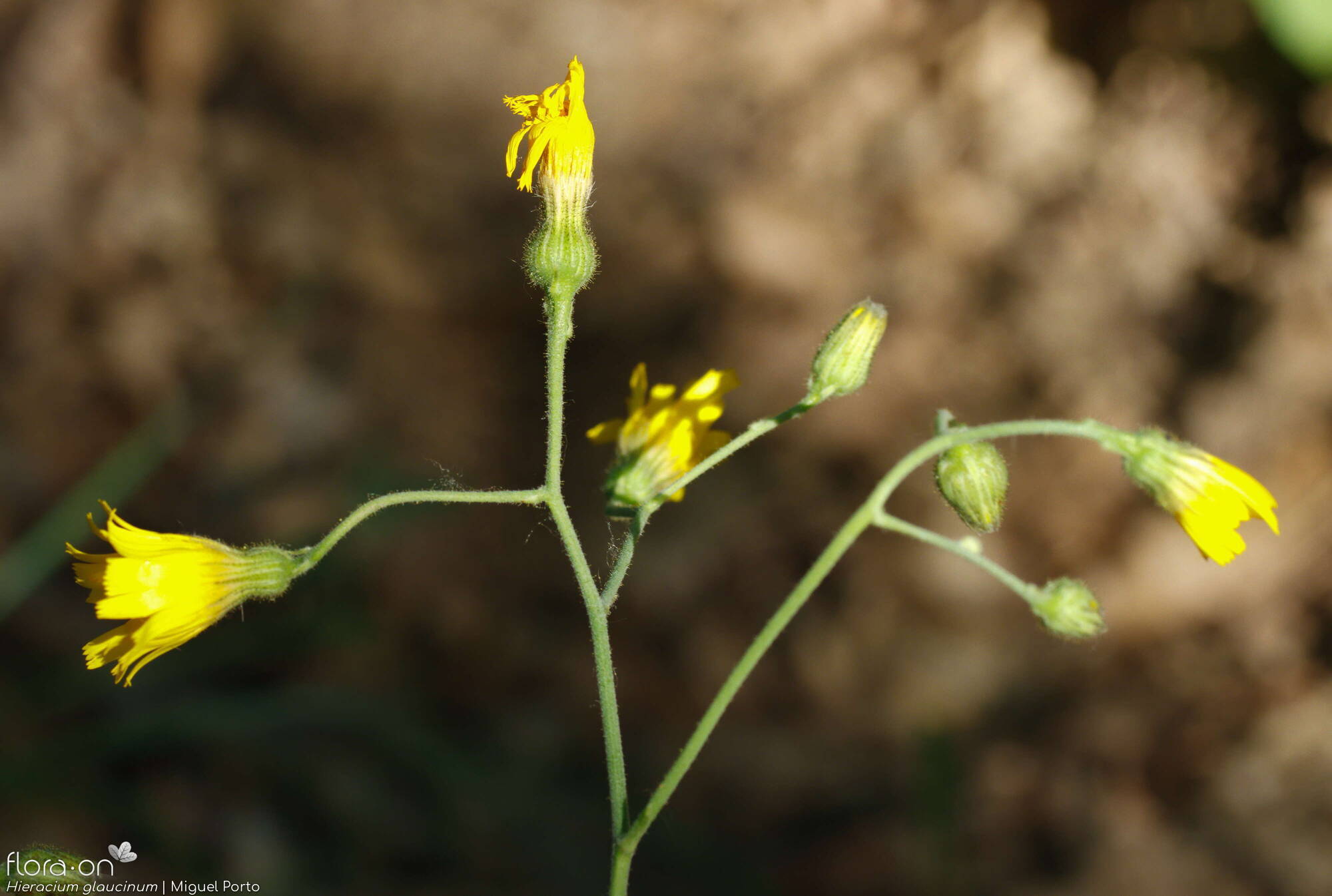 Hieracium glaucinum - Flor (geral) | Miguel Porto; CC BY-NC 4.0