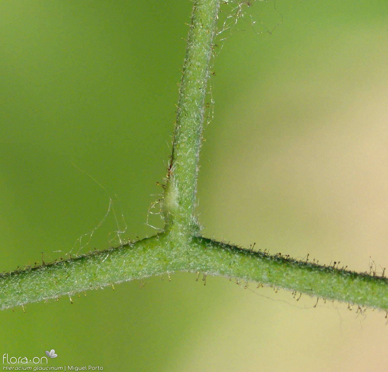 Hieracium glaucinum - Caule | Miguel Porto; CC BY-NC 4.0