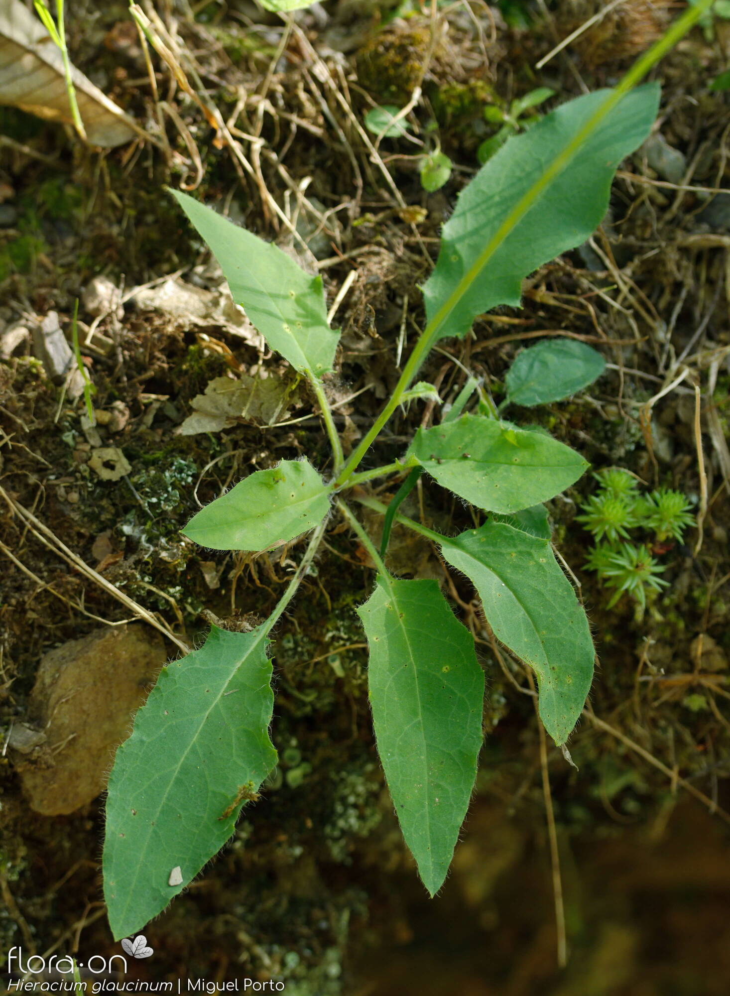 Hieracium glaucinum - Folha (geral) | Miguel Porto; CC BY-NC 4.0