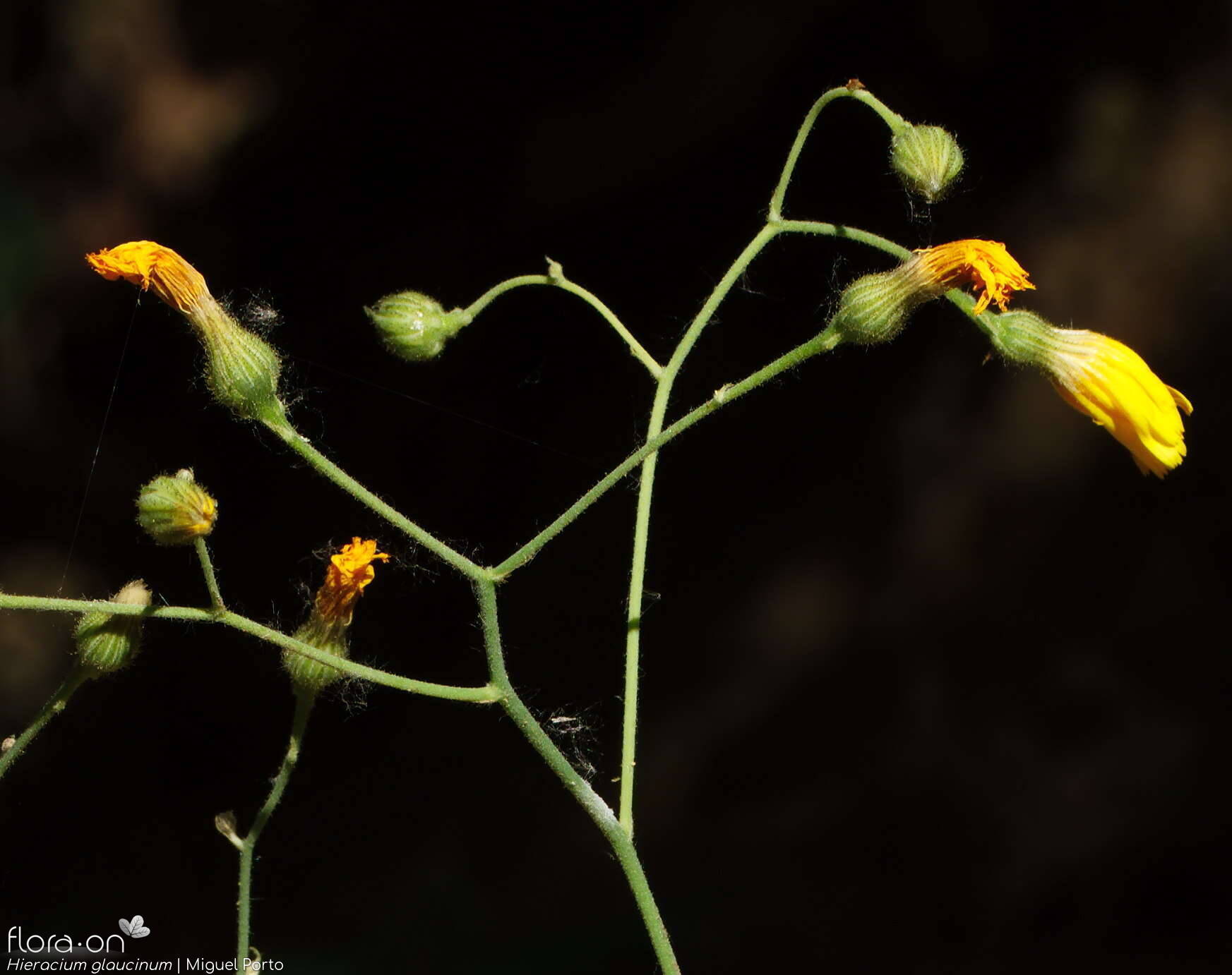 Hieracium glaucinum - Flor (geral) | Miguel Porto; CC BY-NC 4.0