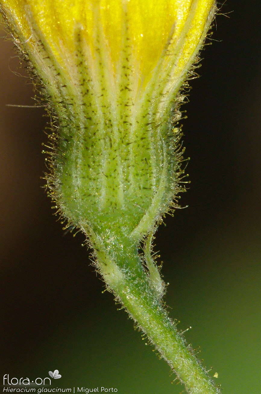 Hieracium glaucinum - Bráctea | Miguel Porto; CC BY-NC 4.0