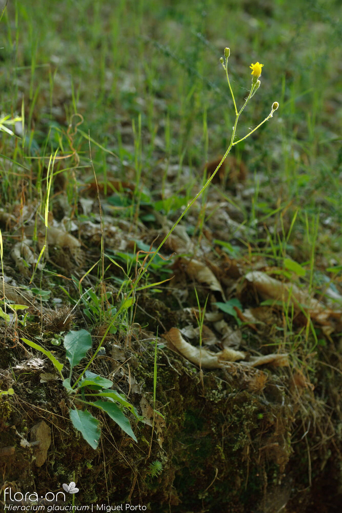 Hieracium glaucinum - Hábito | Miguel Porto; CC BY-NC 4.0