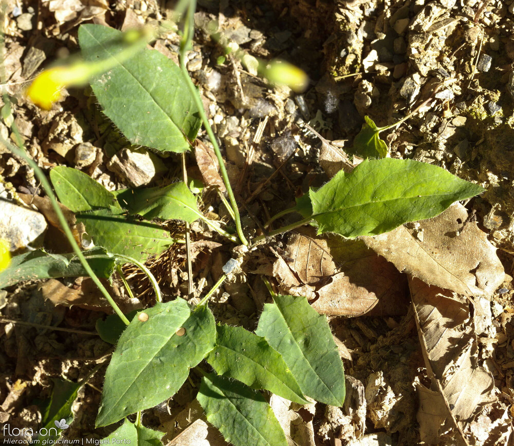 Hieracium glaucinum - Folha (geral) | Miguel Porto; CC BY-NC 4.0