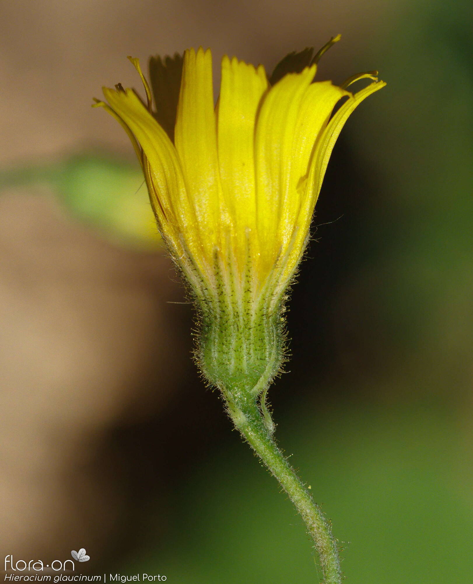 Hieracium glaucinum - Capítulo | Miguel Porto; CC BY-NC 4.0