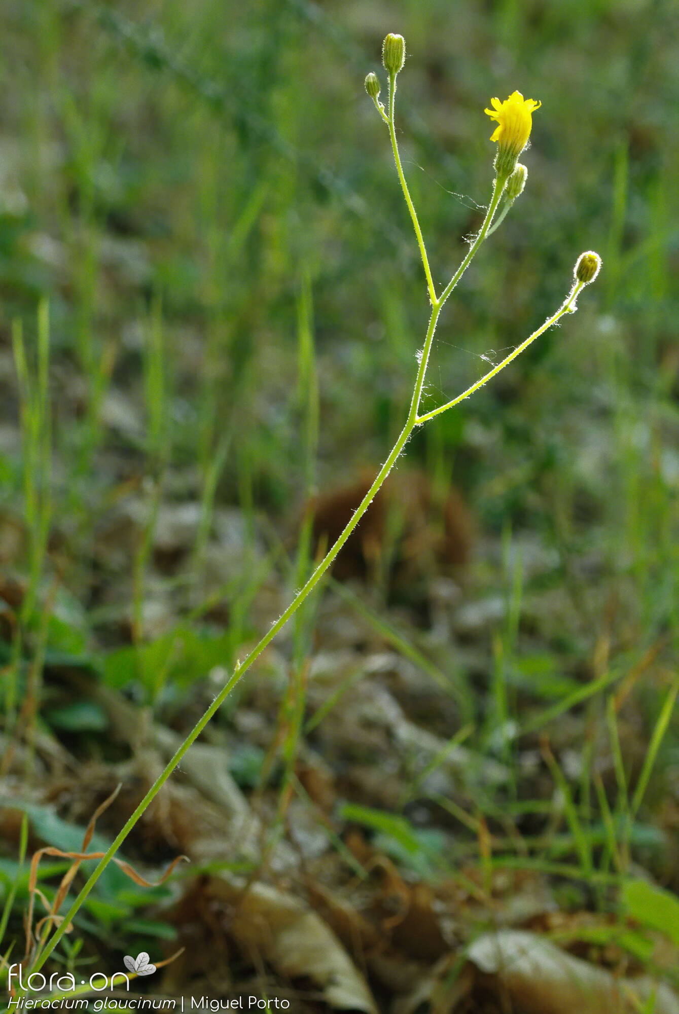 Hieracium glaucinum - Flor (geral) | Miguel Porto; CC BY-NC 4.0