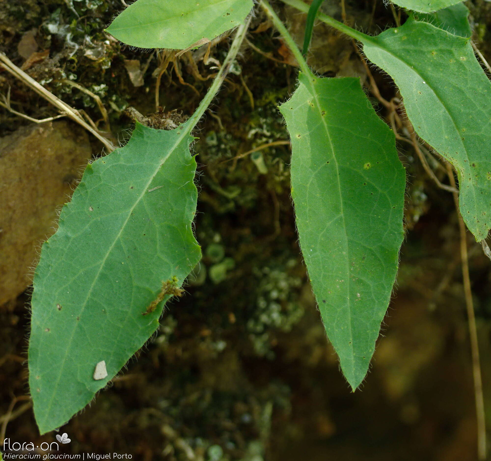 Hieracium glaucinum - Folha | Miguel Porto; CC BY-NC 4.0