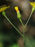 Hieracium saxifragum