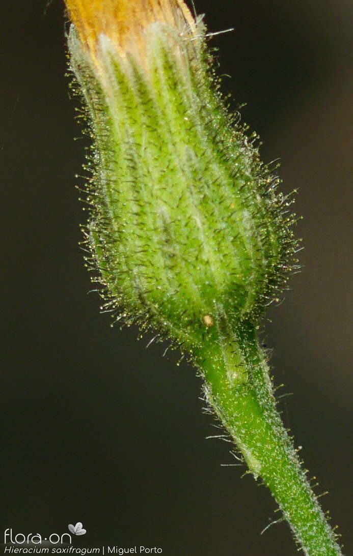 Hieracium saxifragum - Bráctea | Miguel Porto; CC BY-NC 4.0