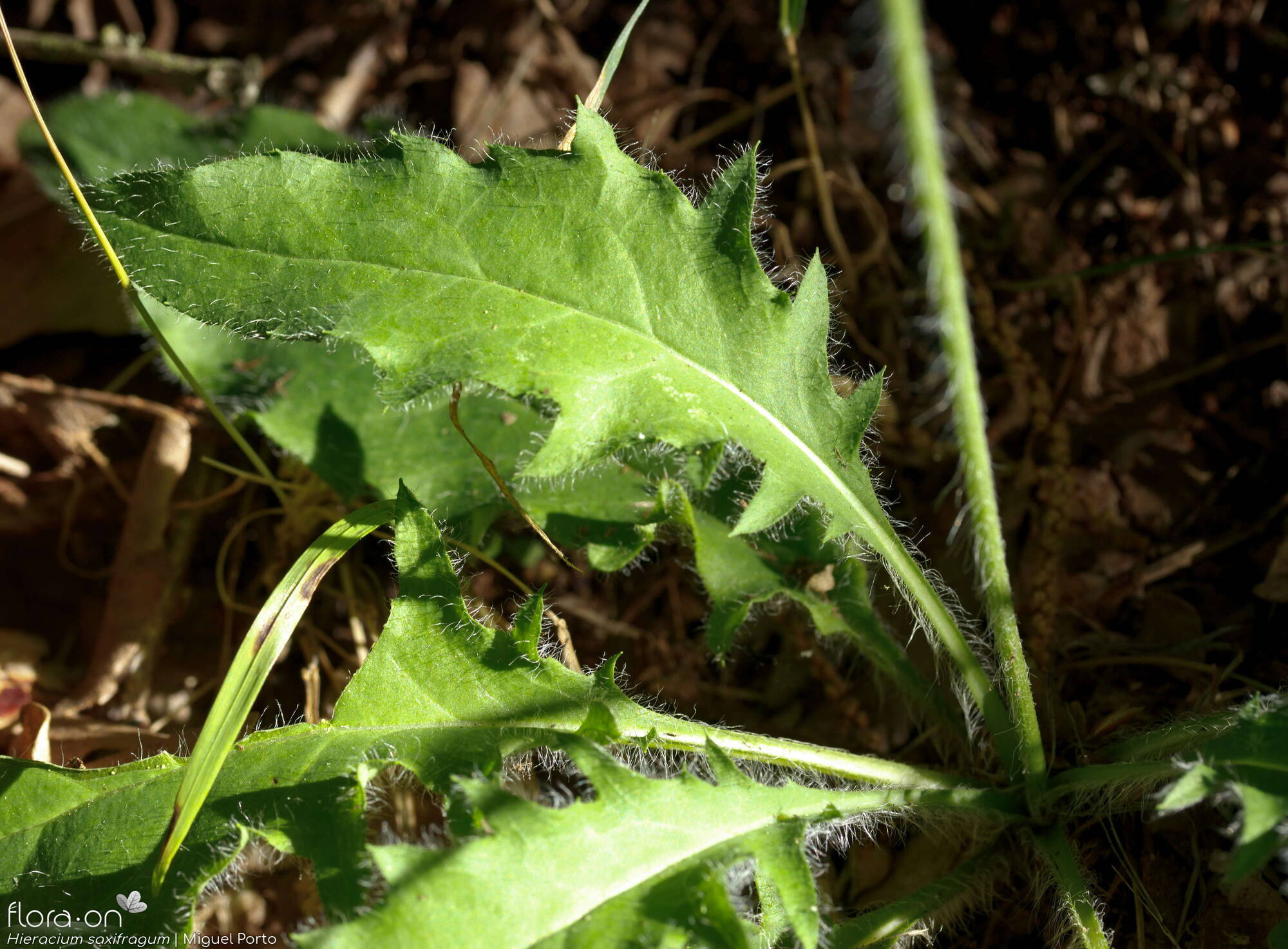 Hieracium saxifragum - Folha | Miguel Porto; CC BY-NC 4.0