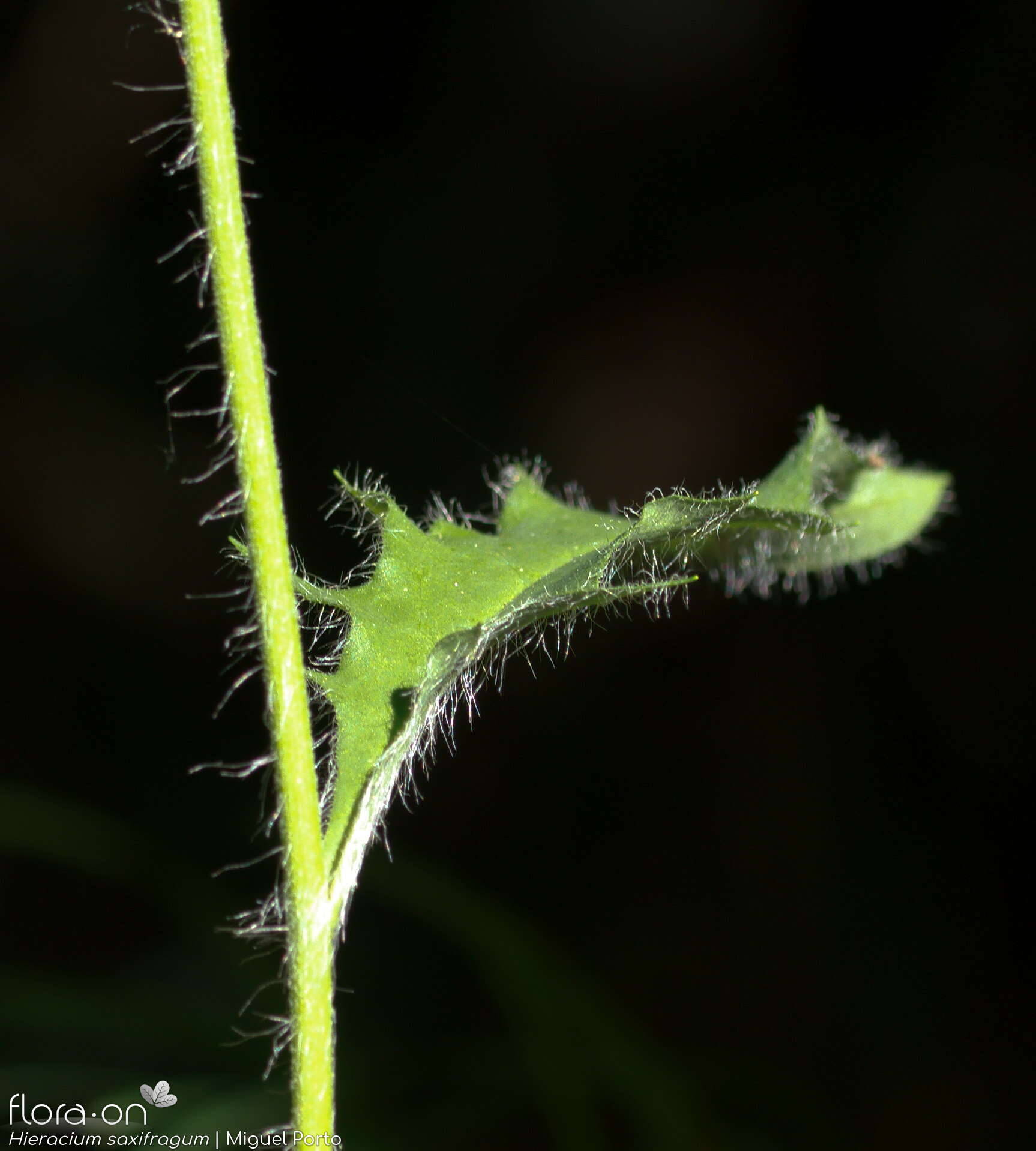 Hieracium saxifragum - Caule | Miguel Porto; CC BY-NC 4.0