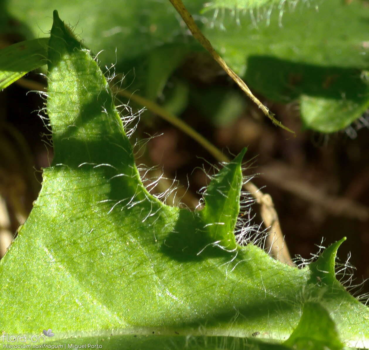 Hieracium saxifragum - Folha | Miguel Porto; CC BY-NC 4.0