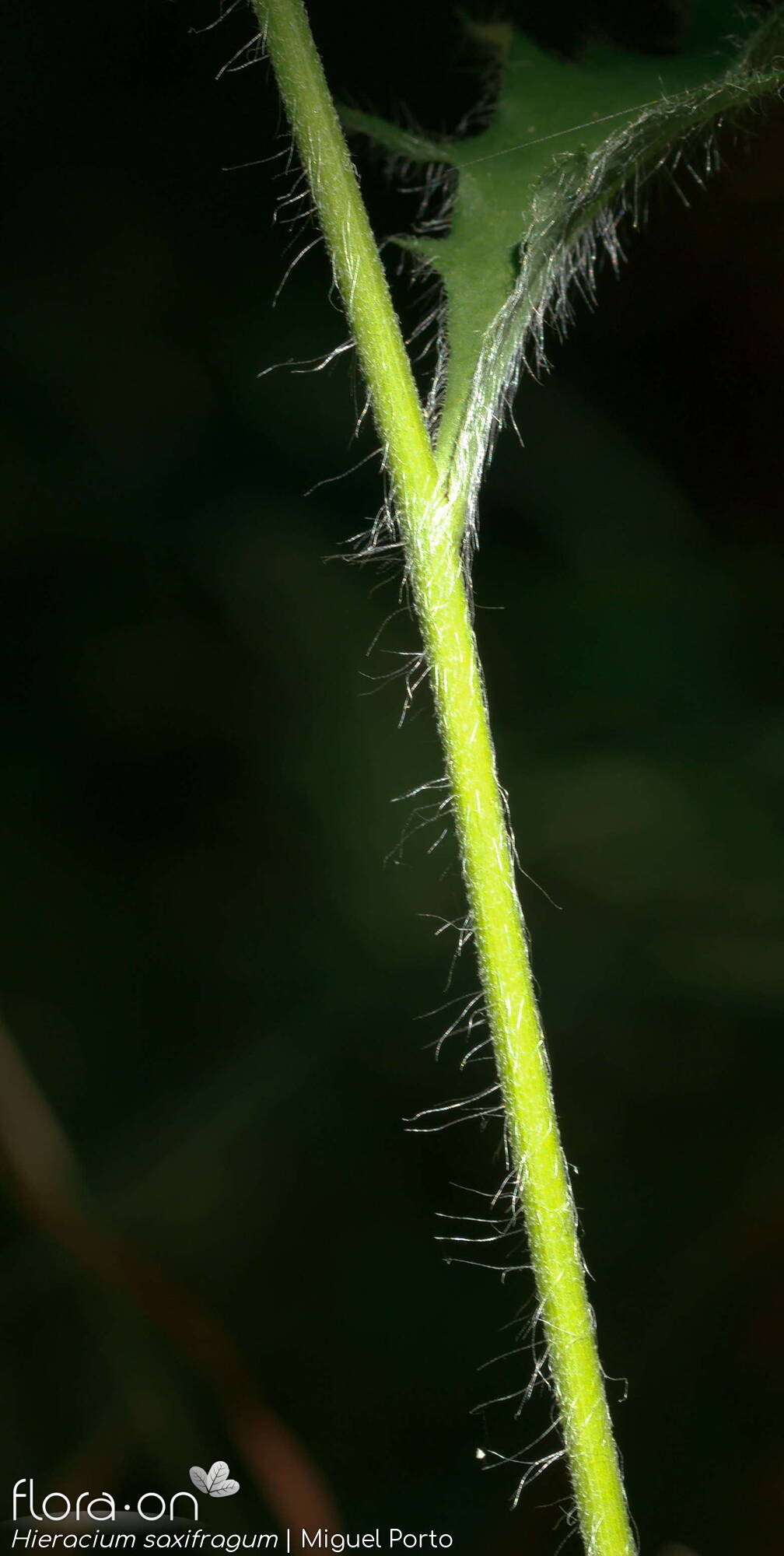 Hieracium saxifragum - Caule | Miguel Porto; CC BY-NC 4.0