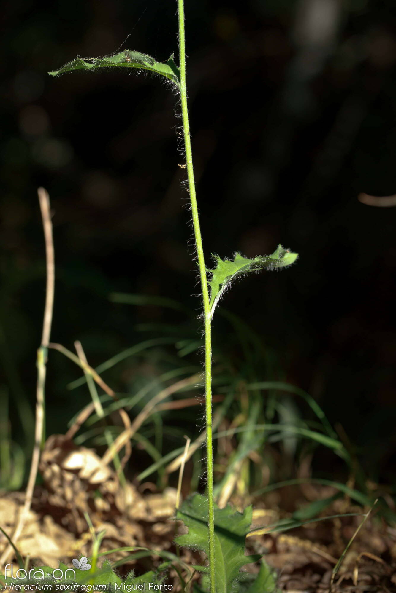 Hieracium saxifragum - Folha (geral) | Miguel Porto; CC BY-NC 4.0