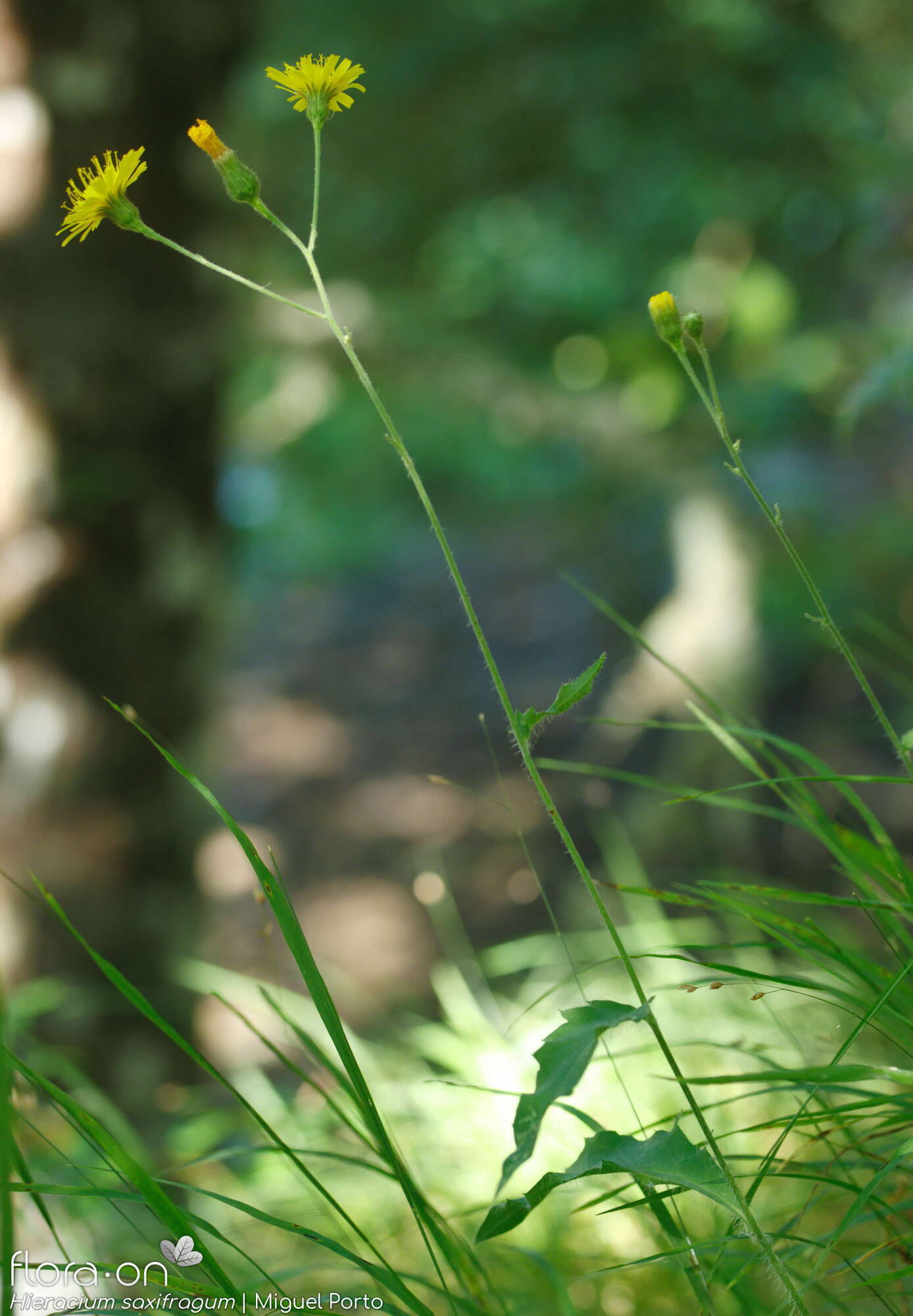 Hieracium saxifragum - Flor (geral) | Miguel Porto; CC BY-NC 4.0