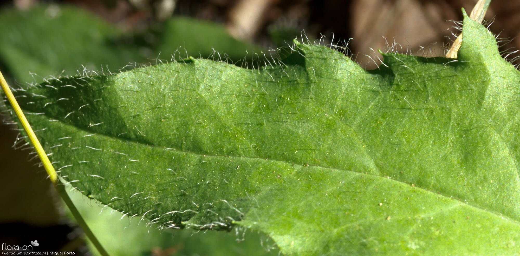 Hieracium saxifragum - Folha | Miguel Porto; CC BY-NC 4.0