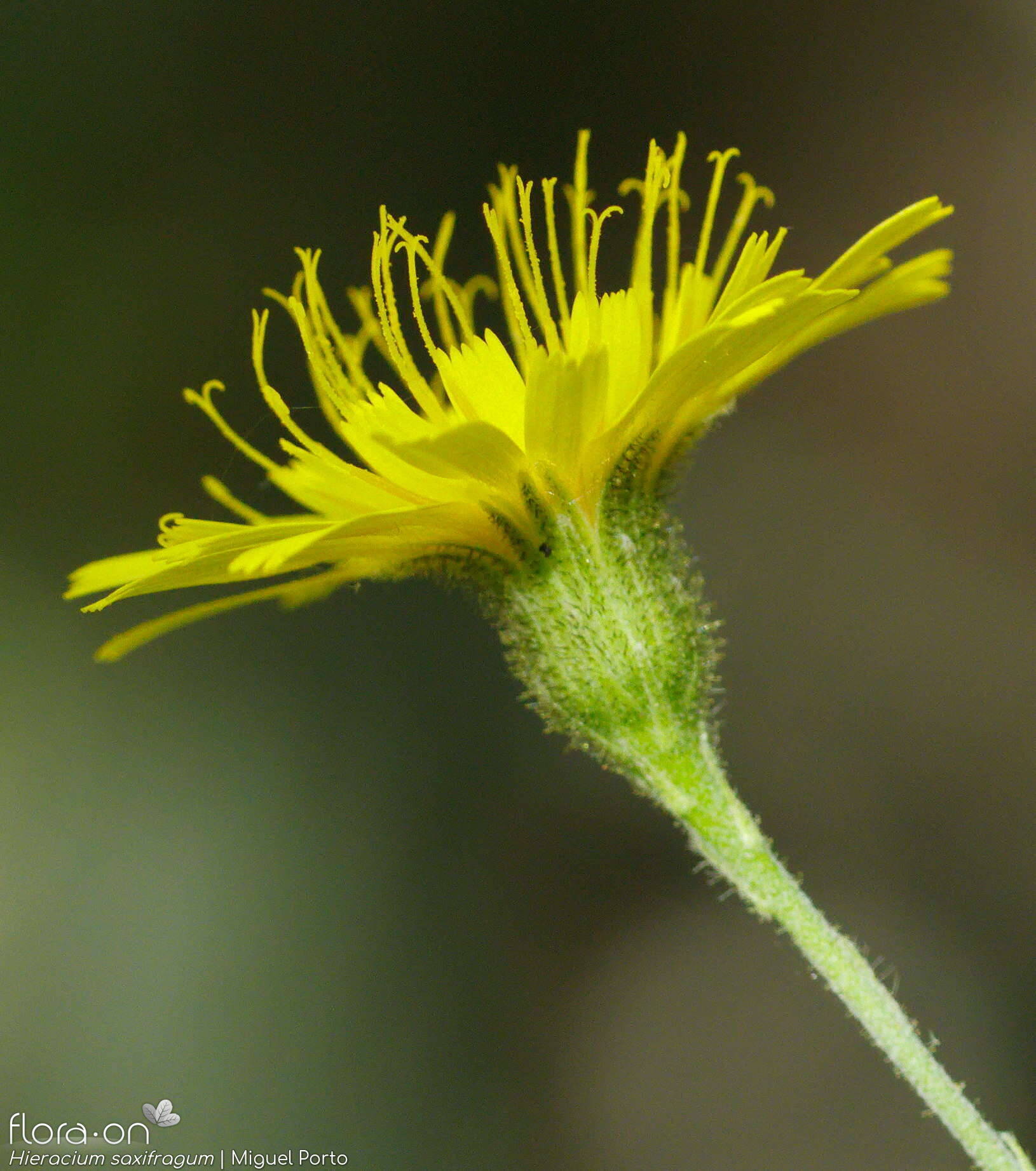 Hieracium saxifragum - Capítulo | Miguel Porto; CC BY-NC 4.0