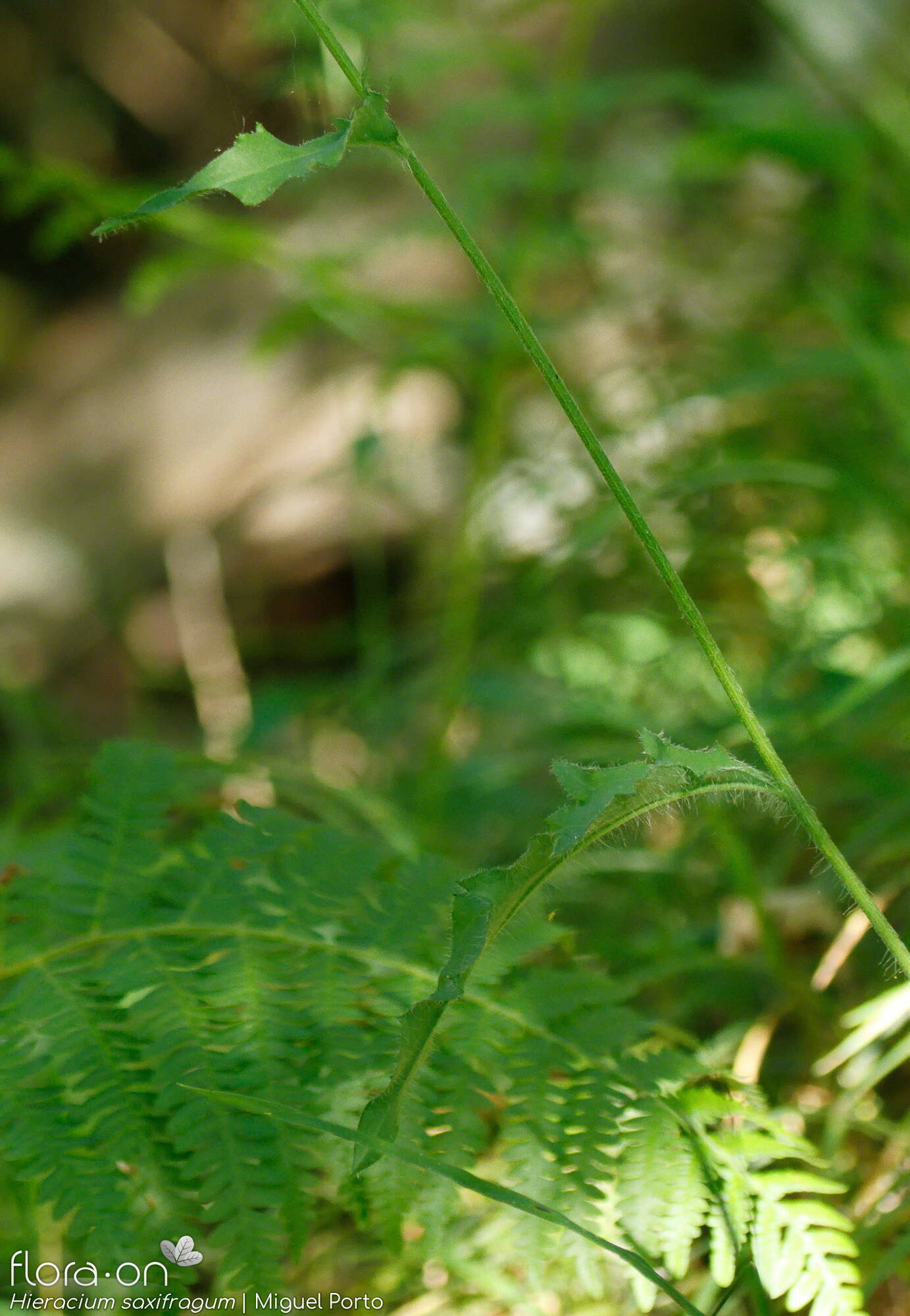 Hieracium saxifragum - Folha (geral) | Miguel Porto; CC BY-NC 4.0