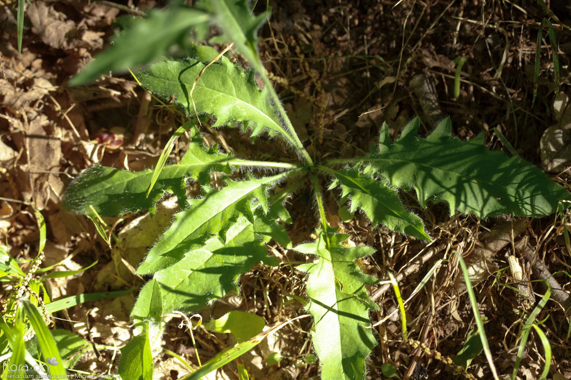 Hieracium saxifragum - Folha (geral) | Miguel Porto; CC BY-NC 4.0