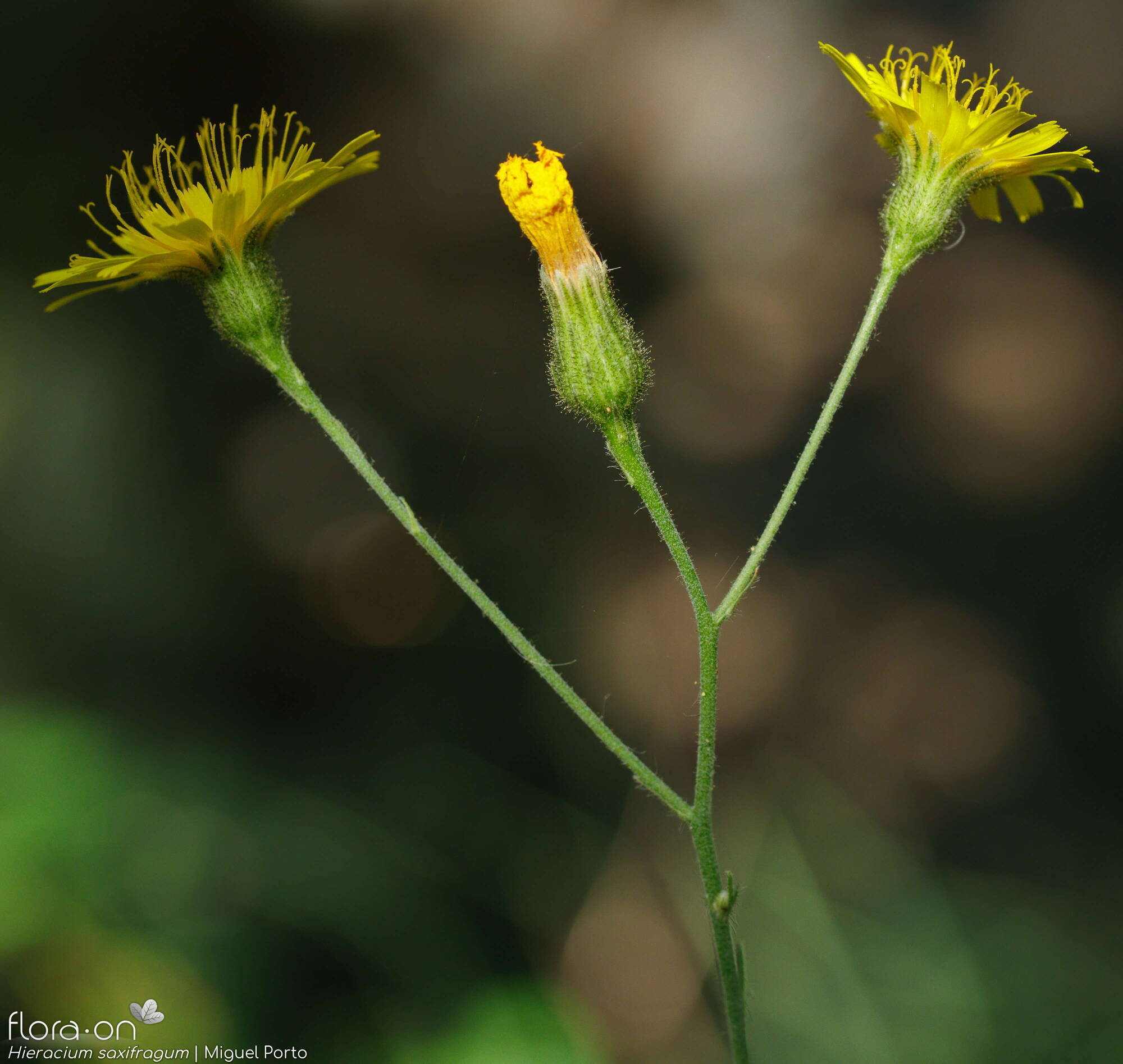 Hieracium saxifragum - Flor (geral) | Miguel Porto; CC BY-NC 4.0