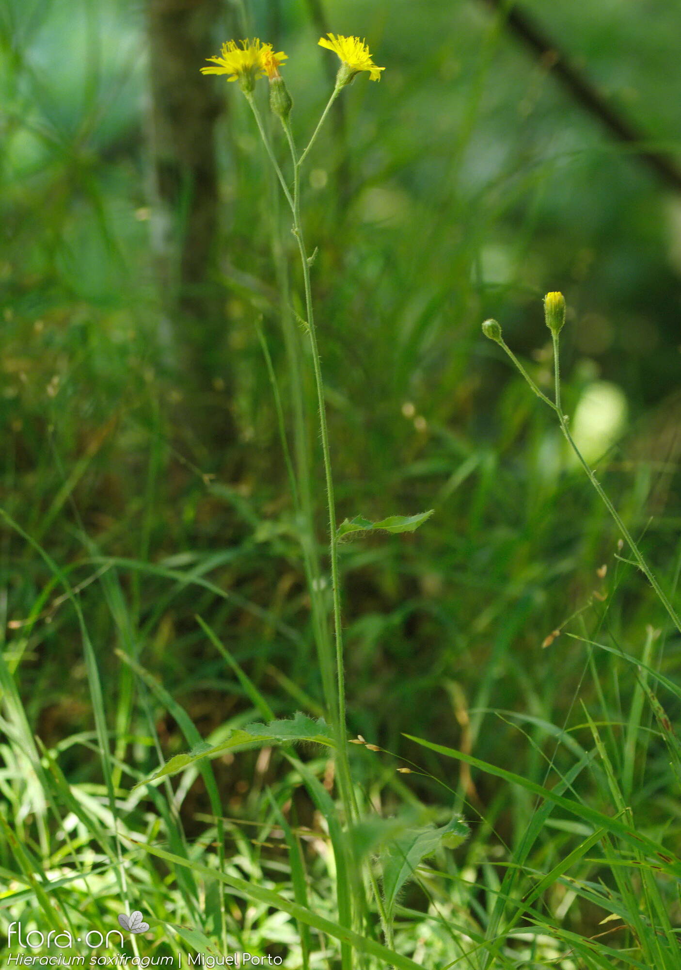 Hieracium saxifragum - Hábito | Miguel Porto; CC BY-NC 4.0