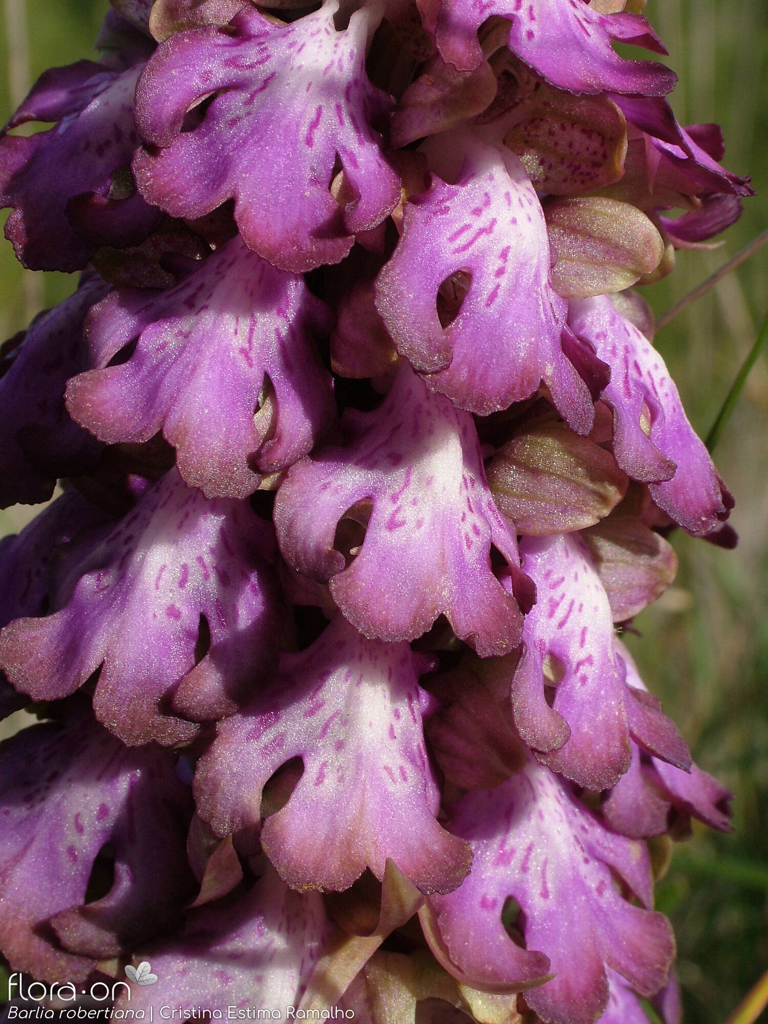 Himantoglossum robertianum