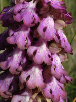 Himantoglossum robertianum