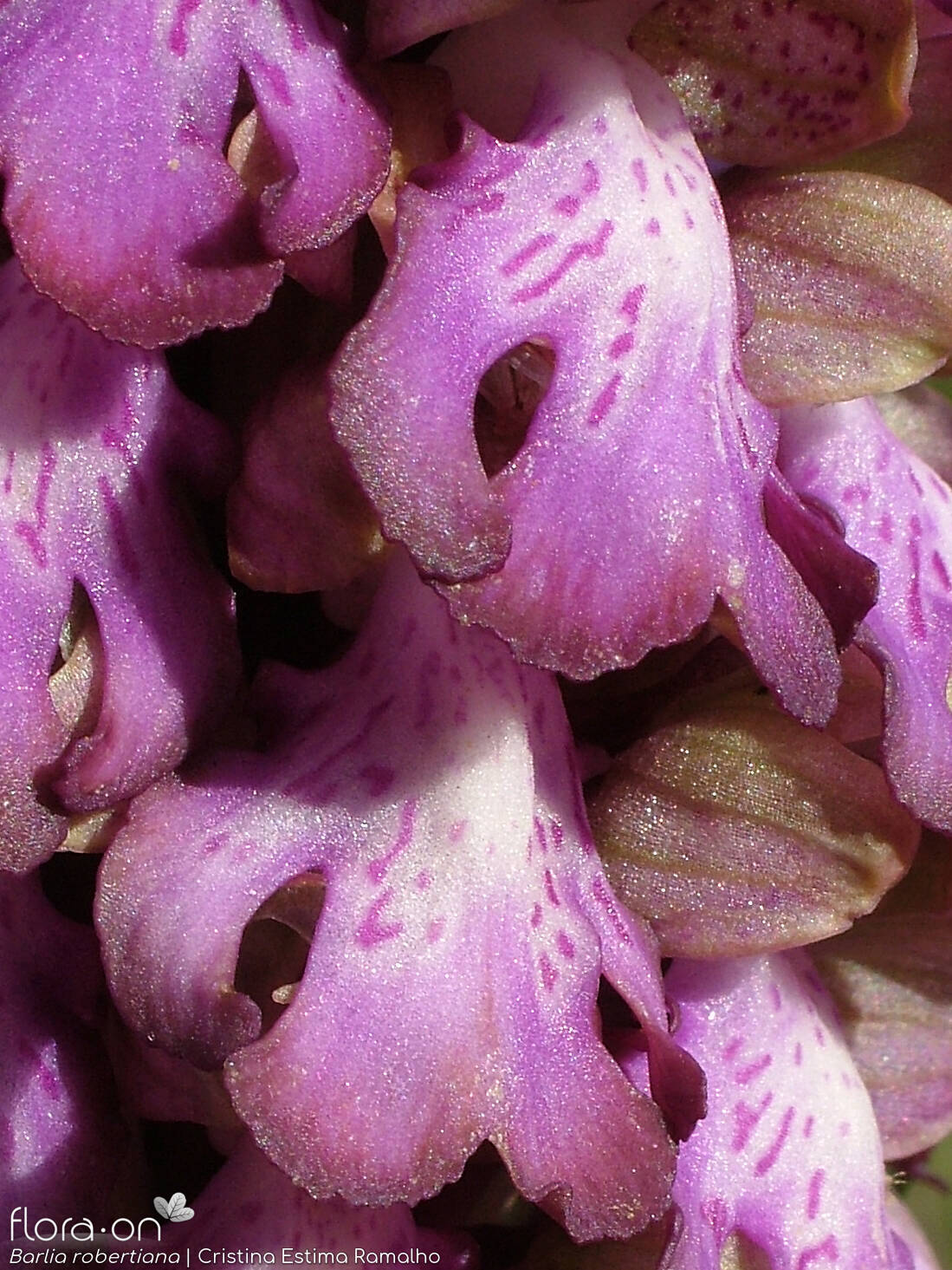 Himantoglossum robertianum - Flor (close-up) | Cristina Estima Ramalho; CC BY-NC 4.0
