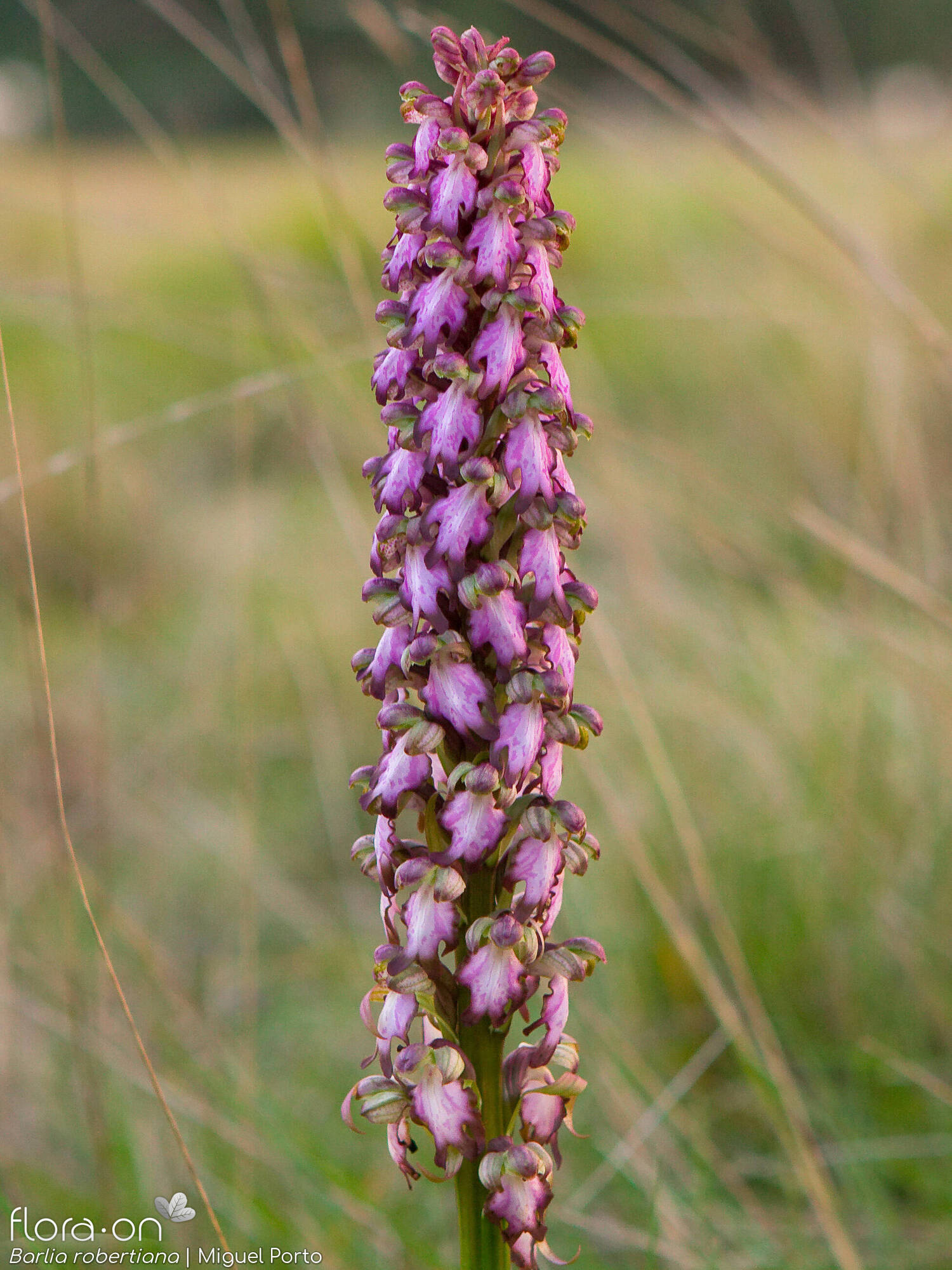 Himantoglossum robertianum - Flor (geral) | Miguel Porto; CC BY-NC 4.0