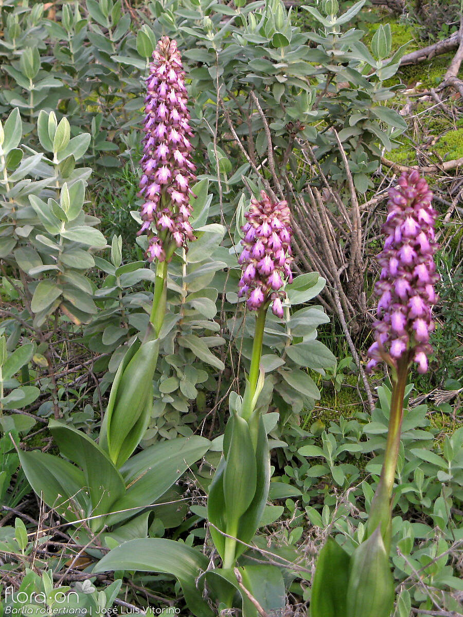 Himantoglossum robertianum - Hábito | José Luís Vitorino; CC BY-NC 4.0