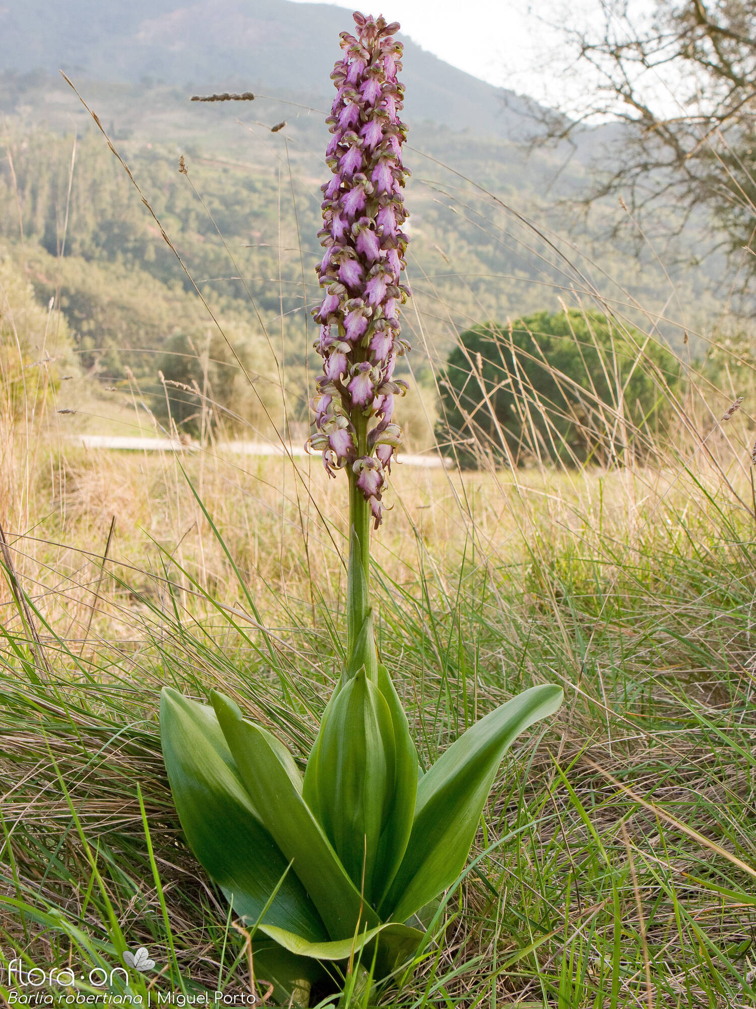 Himantoglossum robertianum - Hábito | Miguel Porto; CC BY-NC 4.0