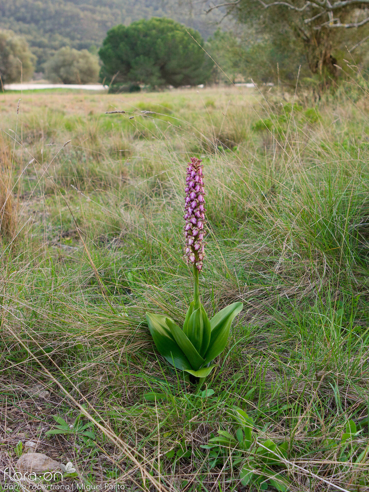 Himantoglossum robertianum - Habitat | Miguel Porto; CC BY-NC 4.0