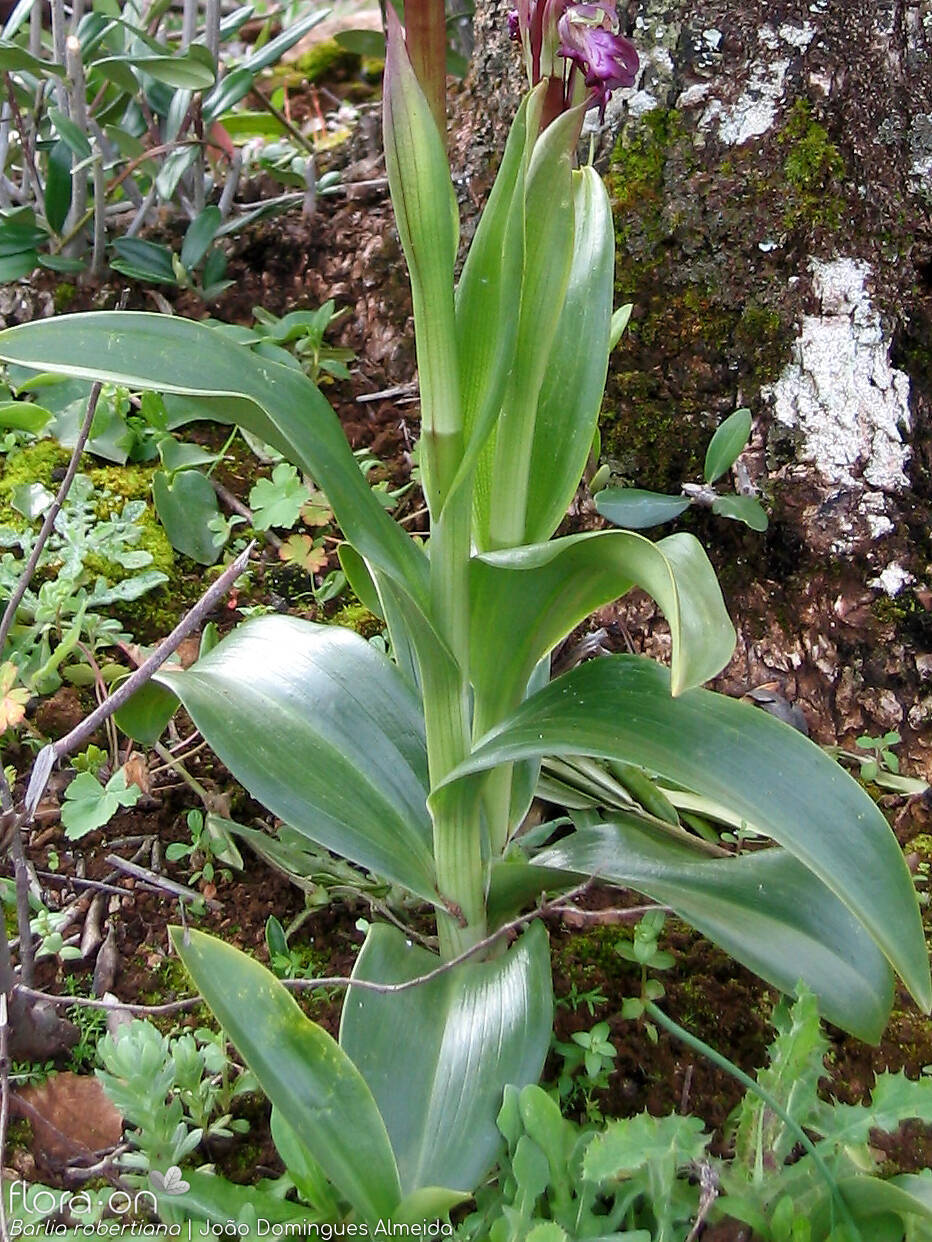 Himantoglossum robertianum - Folha | João Domingues Almeida; CC BY-NC 4.0