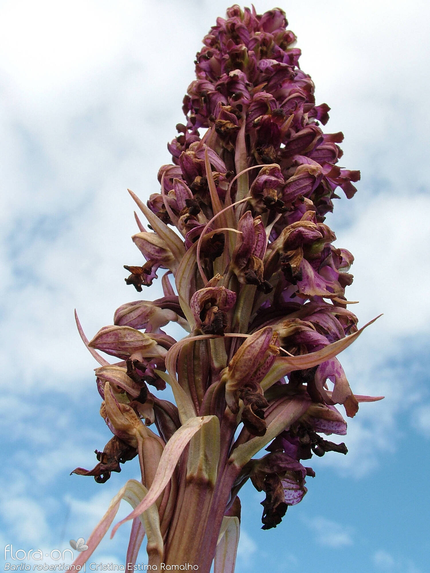 Himantoglossum robertianum - Bráctea | Cristina Estima Ramalho; CC BY-NC 4.0