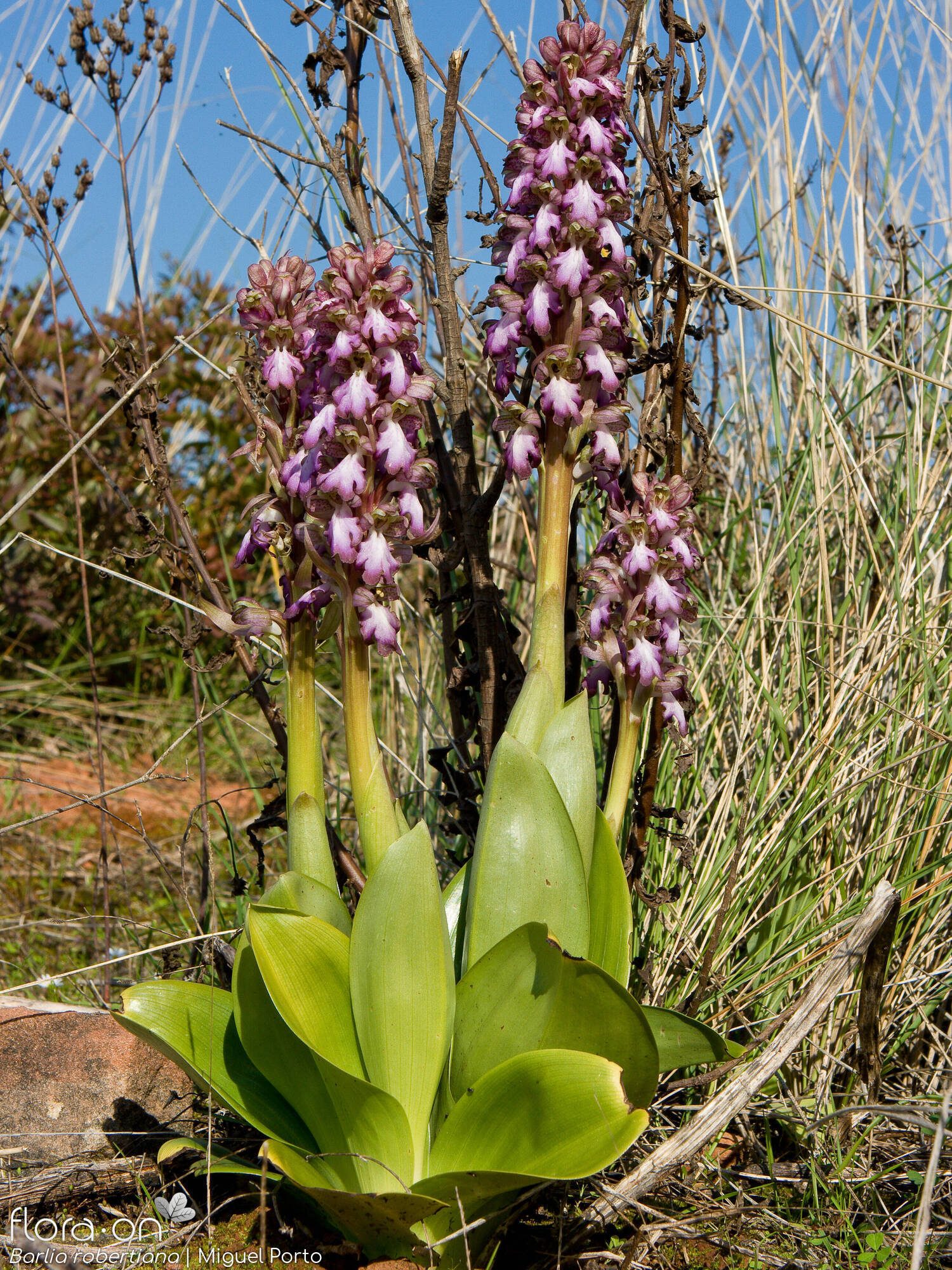 Himantoglossum robertianum - Hábito | Miguel Porto; CC BY-NC 4.0