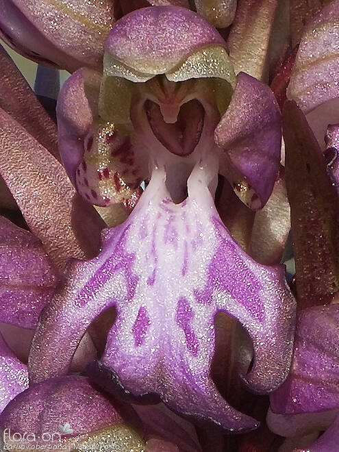 Himantoglossum robertianum - Flor (close-up) | Miguel Porto; CC BY-NC 4.0