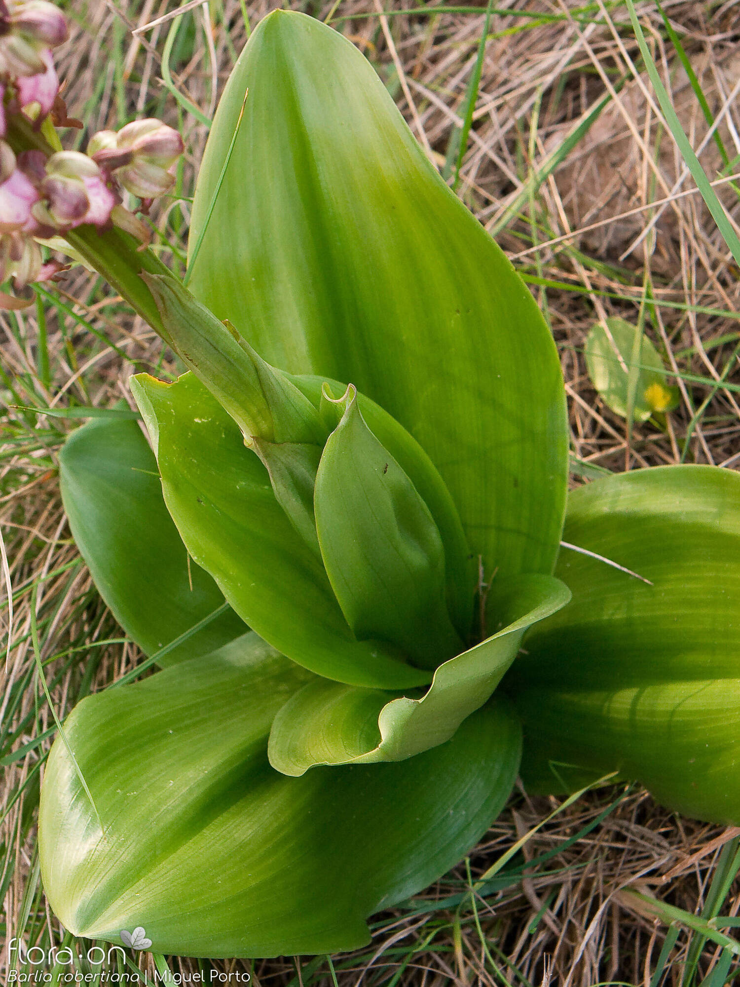 Himantoglossum robertianum - Folha | Miguel Porto; CC BY-NC 4.0
