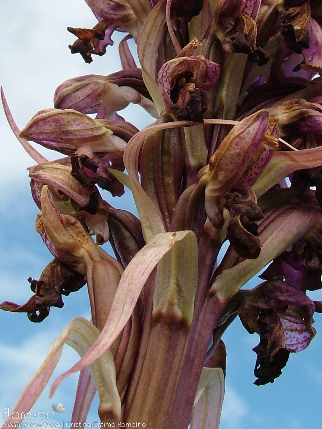 Himantoglossum robertianum - Bráctea | Cristina Estima Ramalho; CC BY-NC 4.0
