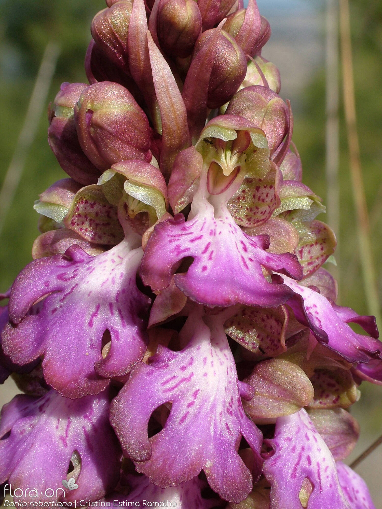 Himantoglossum robertianum - Flor (geral) | Cristina Estima Ramalho; CC BY-NC 4.0