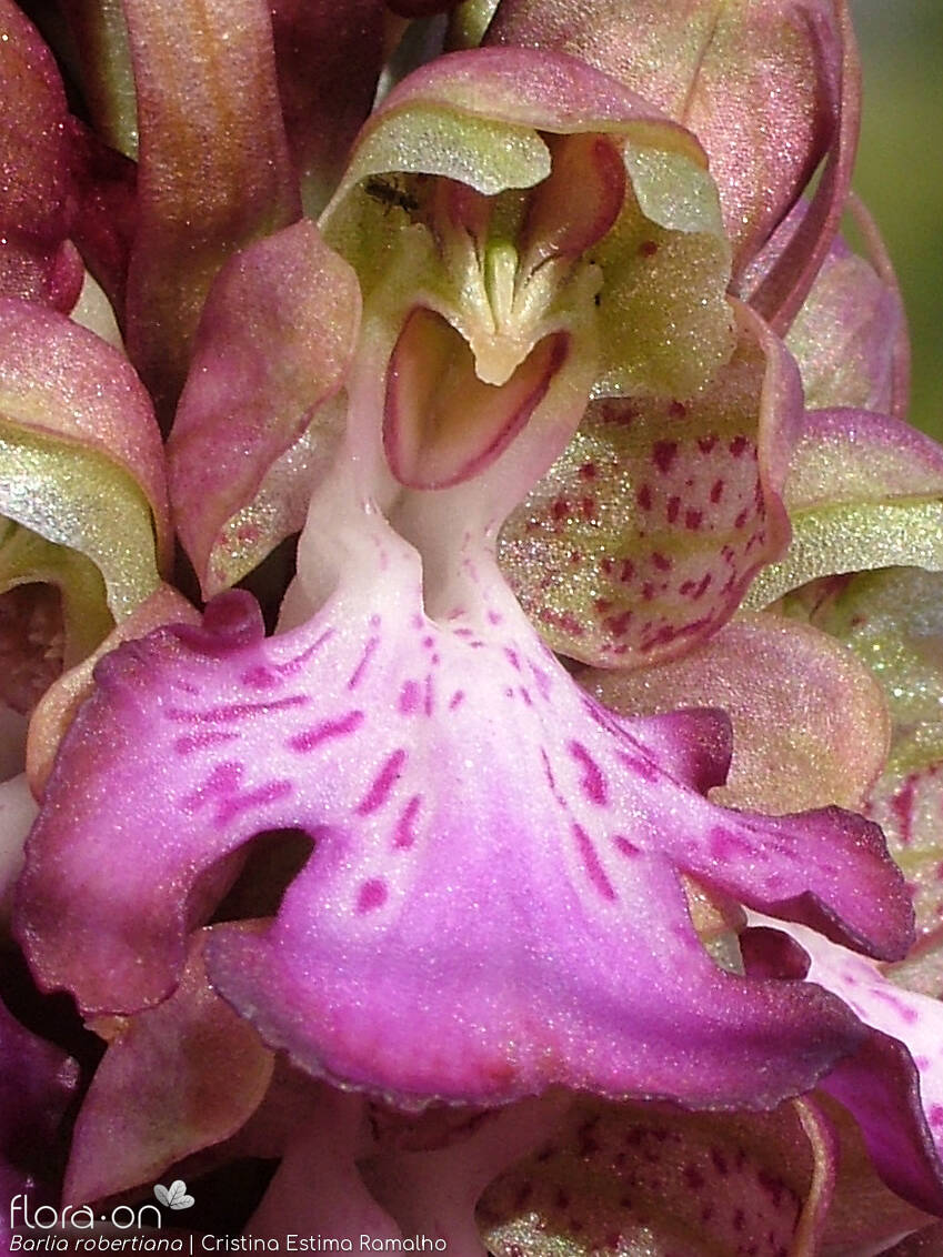 Himantoglossum robertianum - Flor (close-up) | Cristina Estima Ramalho; CC BY-NC 4.0