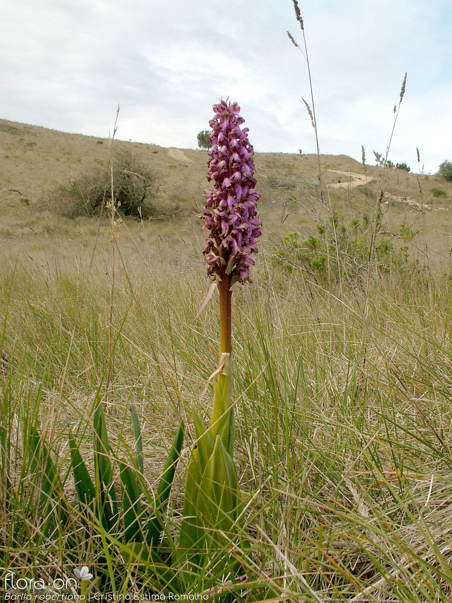 Himantoglossum robertianum - Habitat | Cristina Estima Ramalho; CC BY-NC 4.0