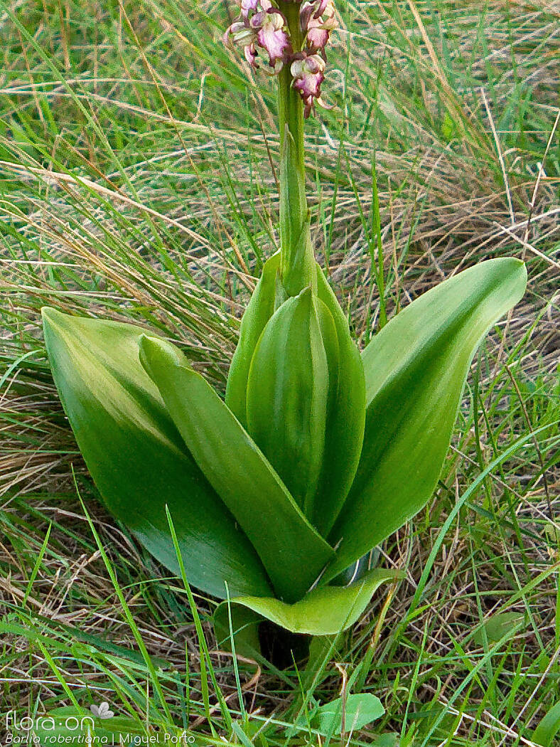 Himantoglossum robertianum - Folha | Miguel Porto; CC BY-NC 4.0