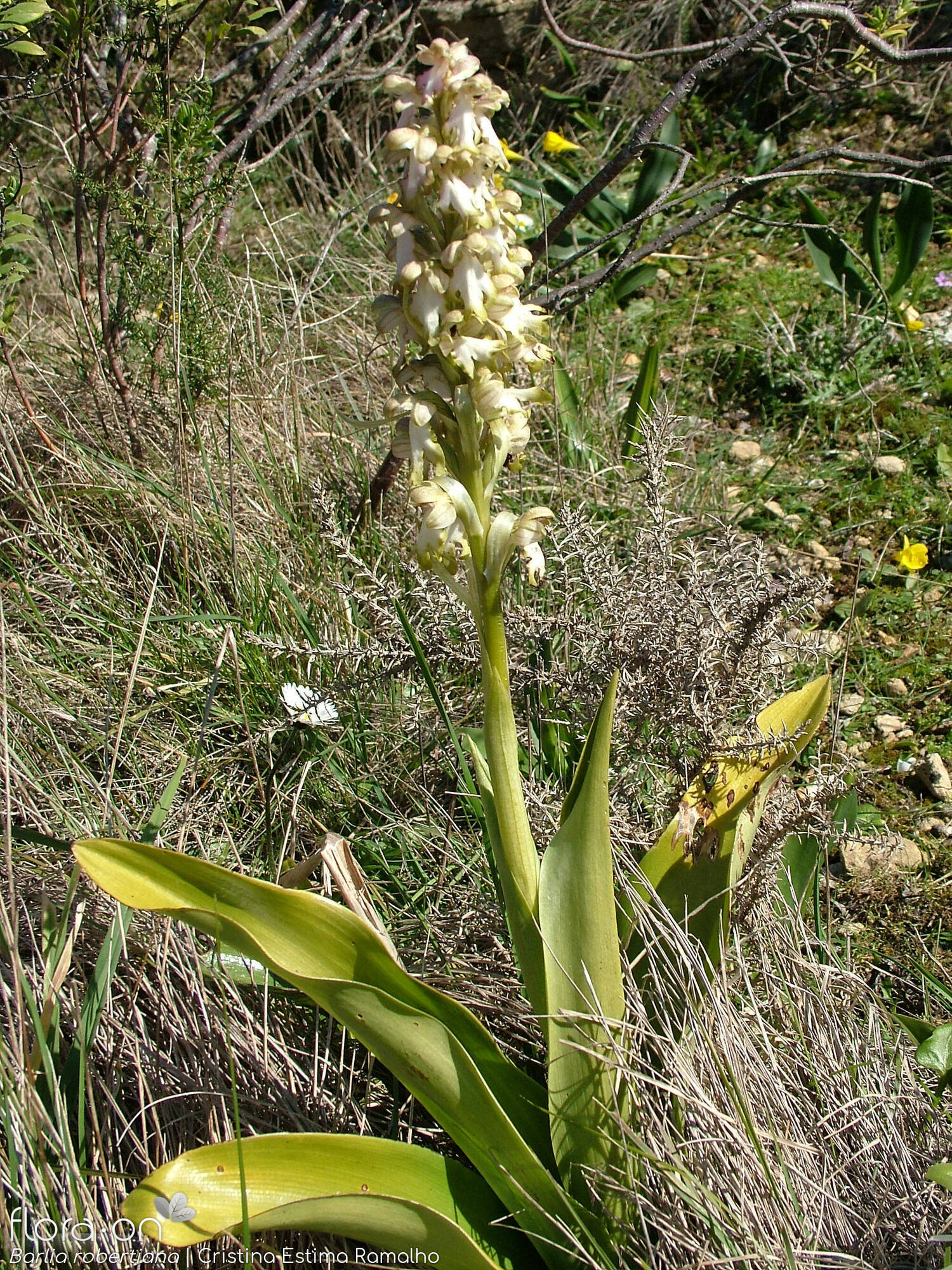 Himantoglossum robertianum - Hábito | Cristina Estima Ramalho; CC BY-NC 4.0