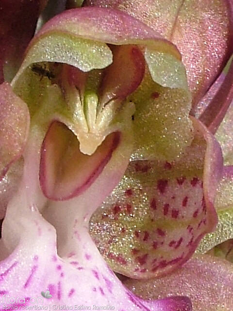 Himantoglossum robertianum - Flor (close-up) | Cristina Estima Ramalho; CC BY-NC 4.0