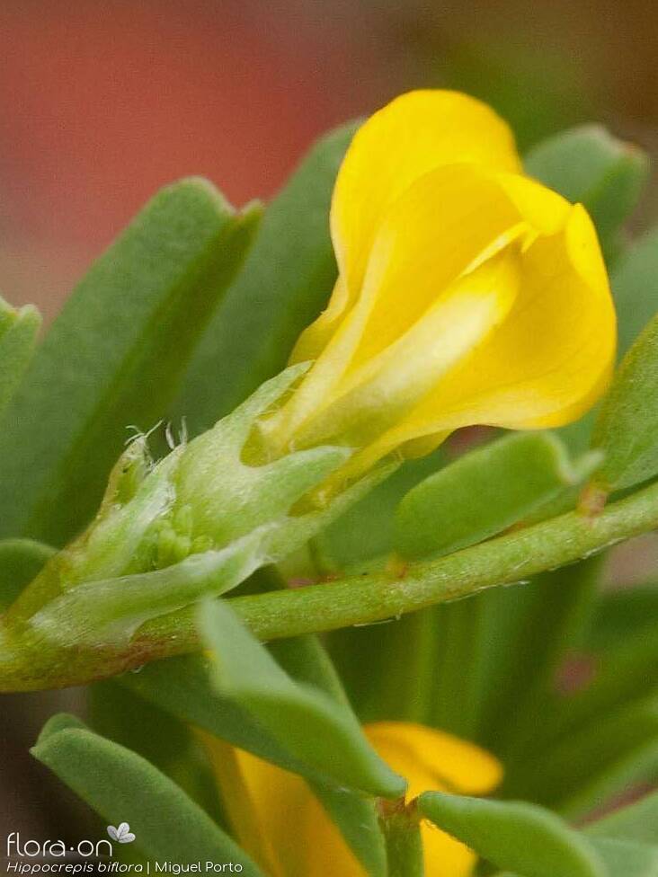 Hippocrepis biflora - Flor (close-up) | Miguel Porto; CC BY-NC 4.0
