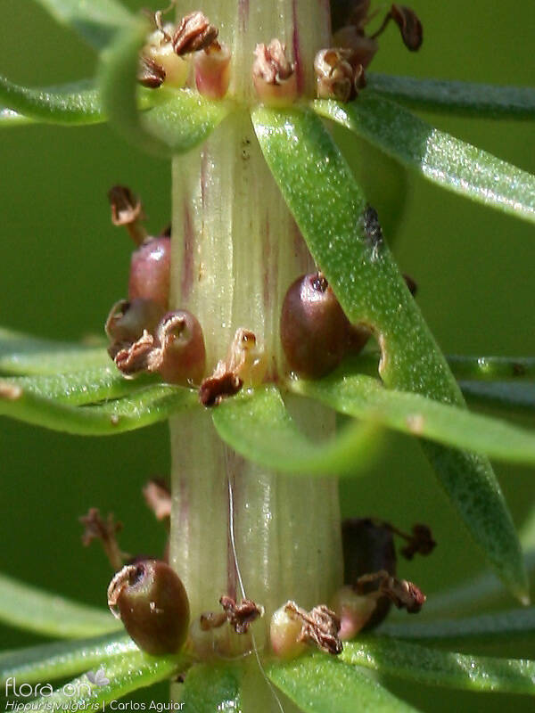 Hippuris vulgaris - Flor (close-up) | Carlos Aguiar; CC BY-NC 4.0