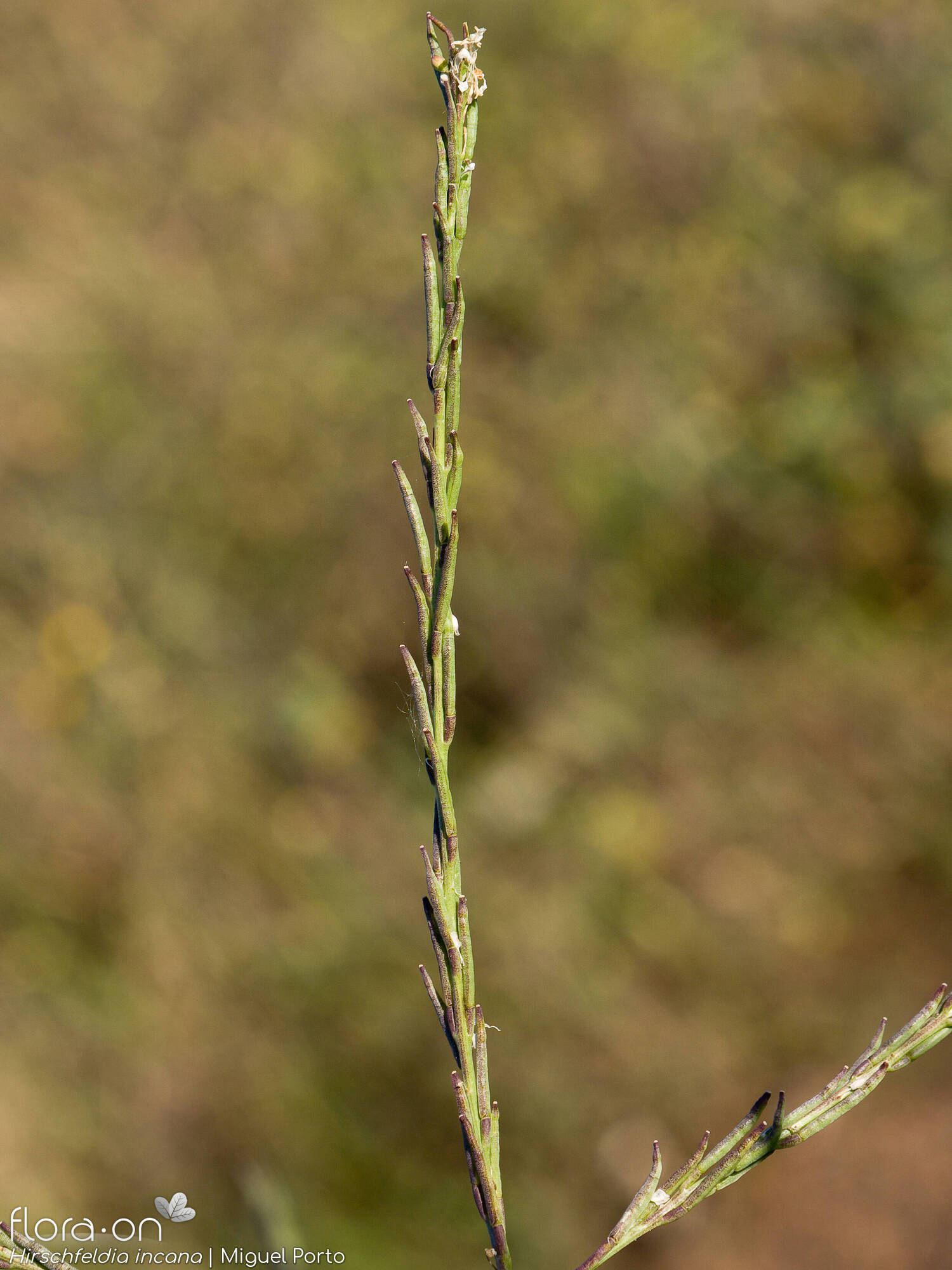 Hirschfeldia incana - Fruto | Miguel Porto; CC BY-NC 4.0